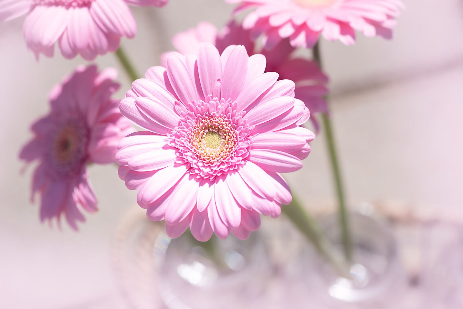 Nikon D750 sample photo. Marguerite, pink, flower photography