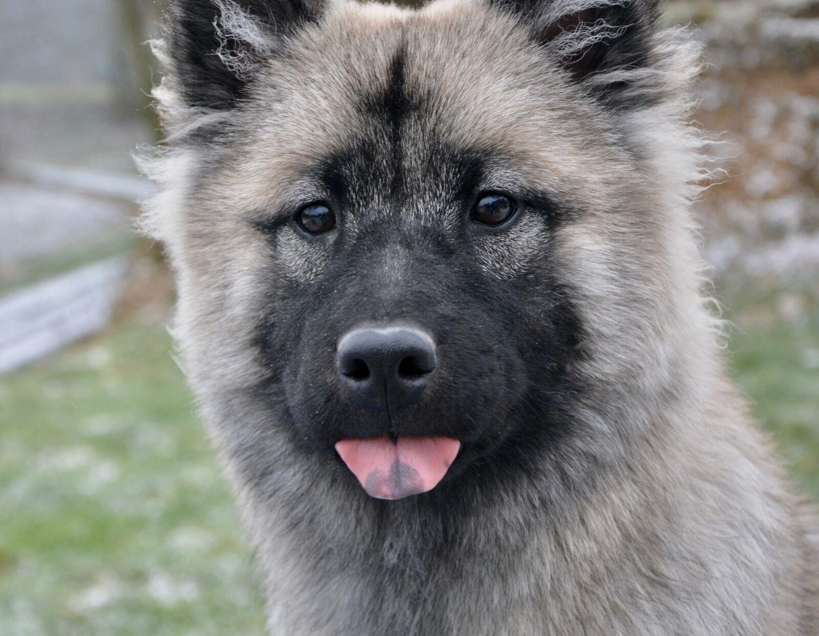 Nikon D5200 sample photo. Dog portrait, dog eurasier photography