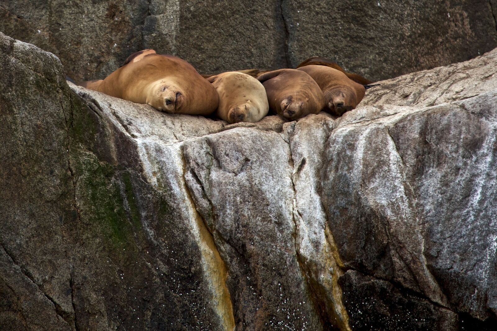 Canon EF 100-400mm F4.5-5.6L IS USM sample photo. Stellar sea lions, rocks photography