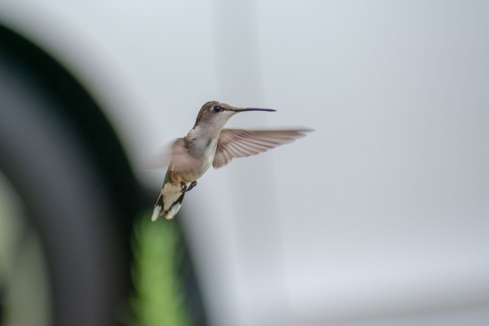 Nikon D3400 sample photo. Bird, nature, hummingbird photography