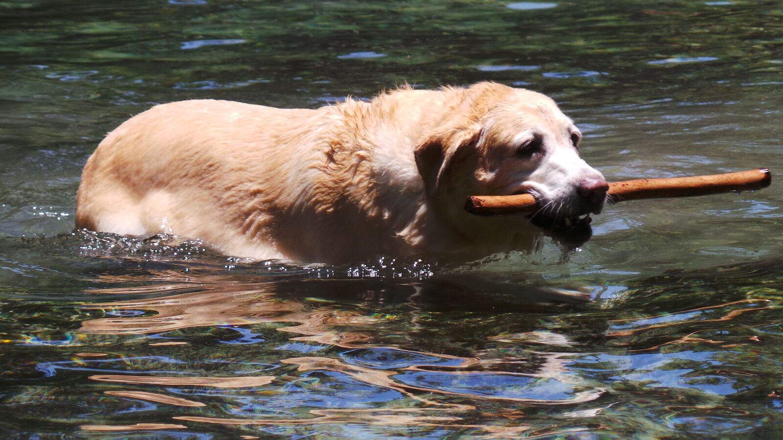 Samsung Galaxy Camera (Wi-Fi) sample photo. Dog, swimming, water photography