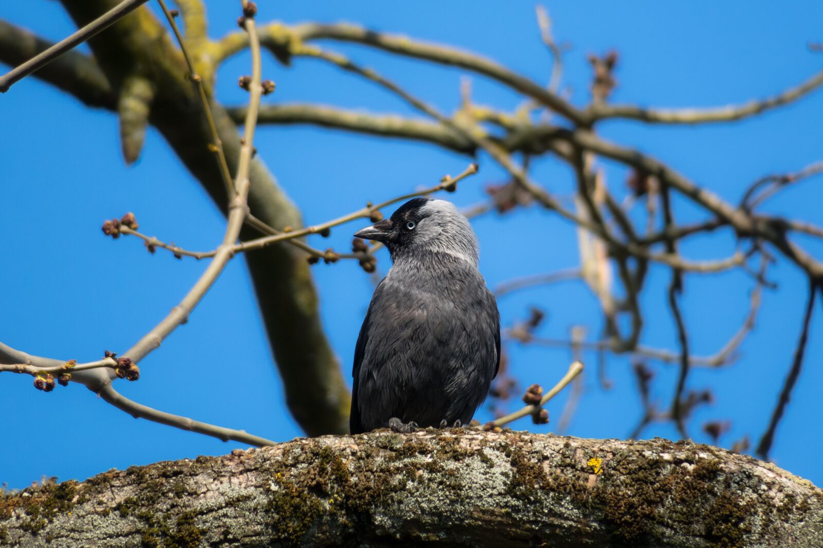 Canon PowerShot G3 X sample photo. Jackdaw, watch, look photography