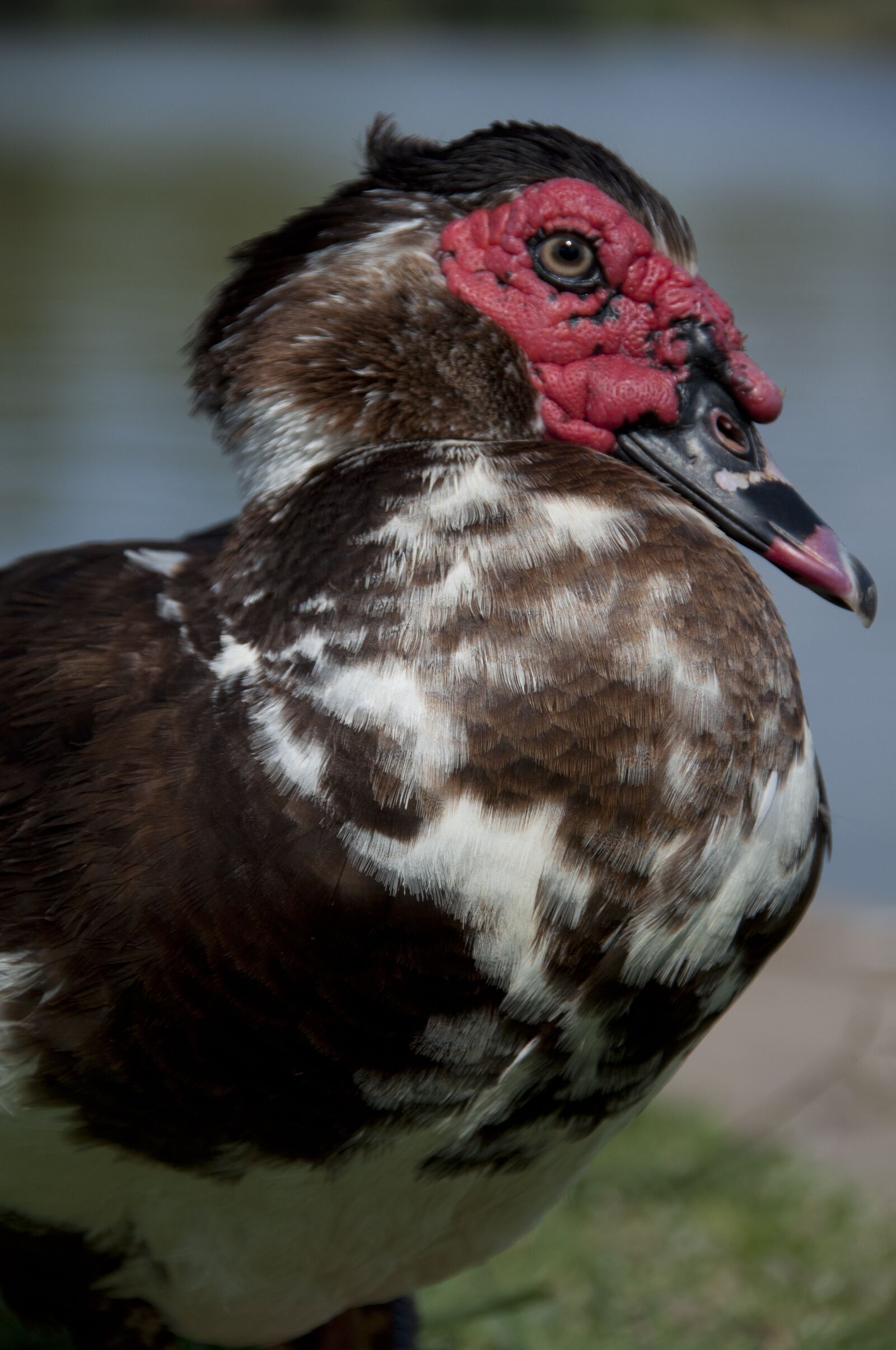 Nikon D5000 sample photo. Bird, red face, nature photography