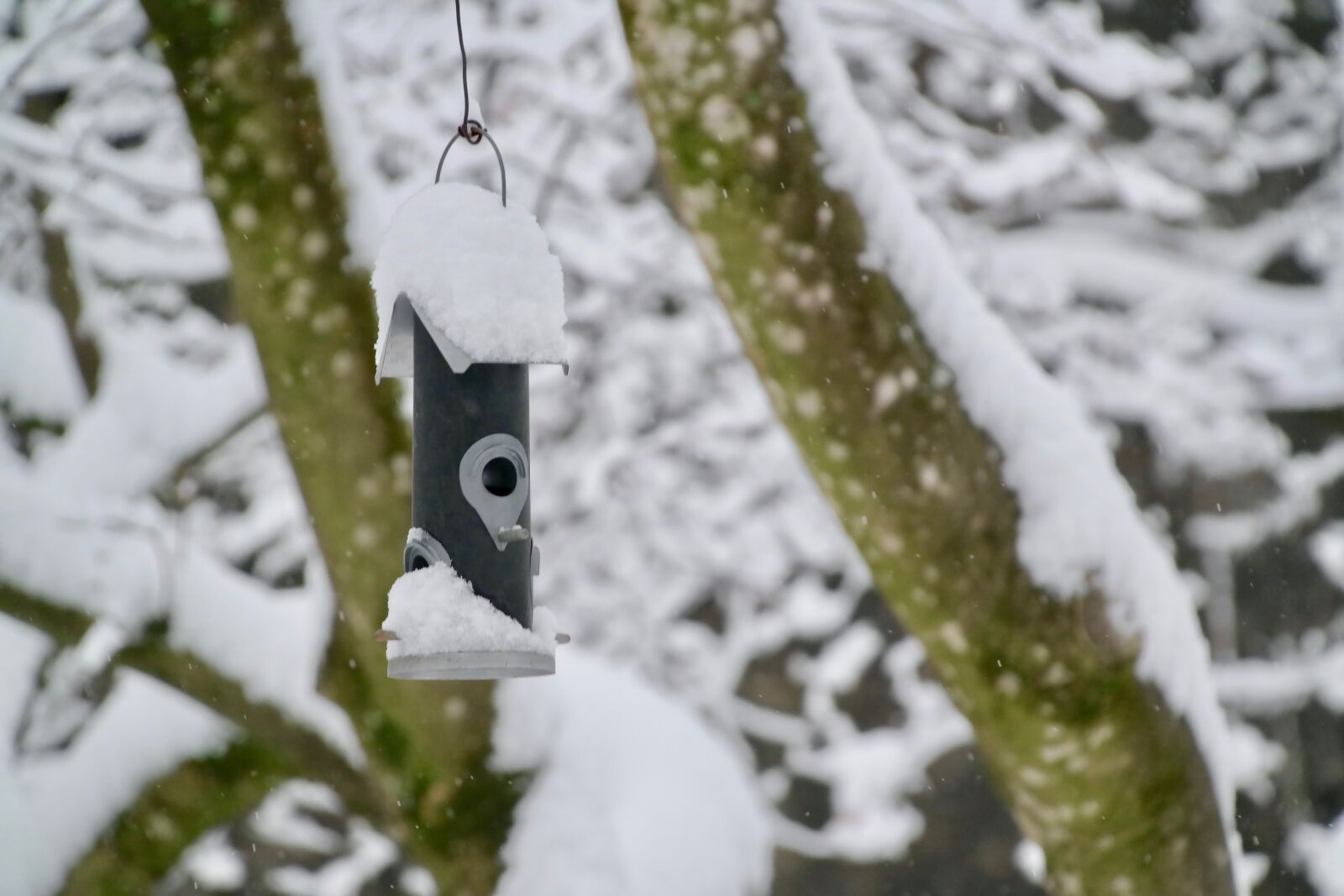 Samsung NX300 sample photo. Bird feeder, trees, snow photography