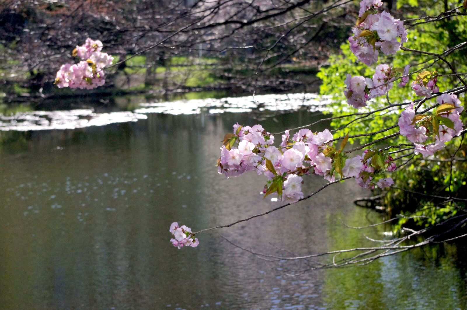 Pentax K-r sample photo. Sakura, flower, pond photography