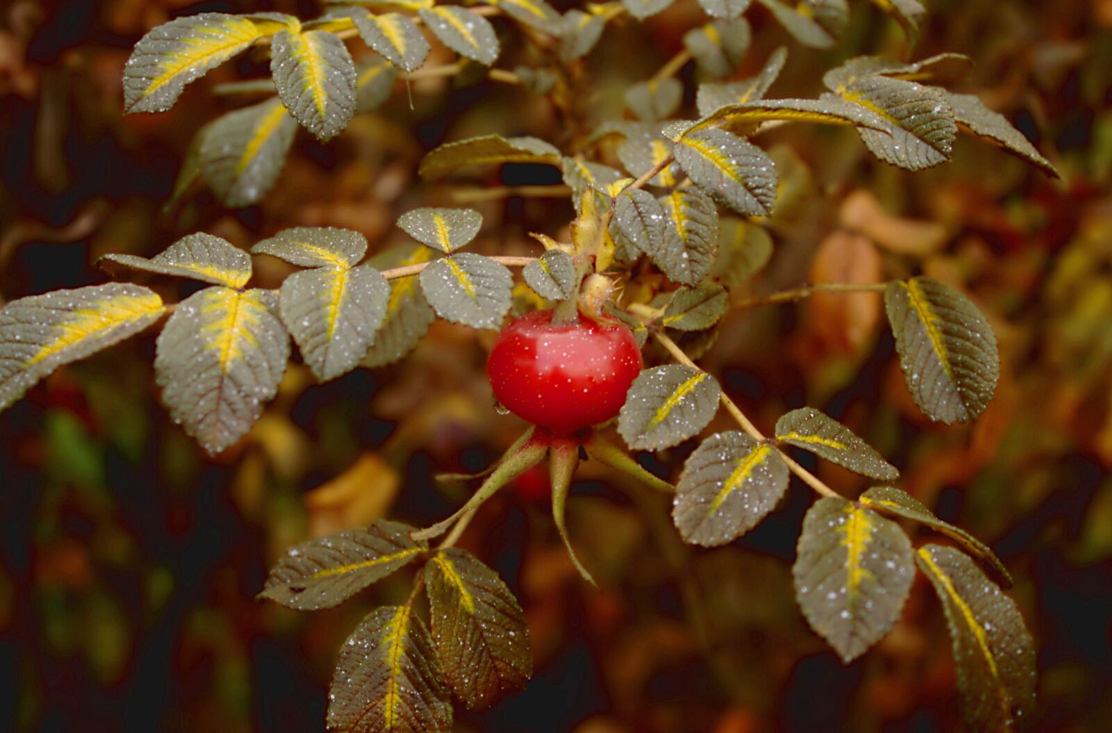 Canon EOS 1100D (EOS Rebel T3 / EOS Kiss X50) sample photo. Rose hip, autumn, rose photography