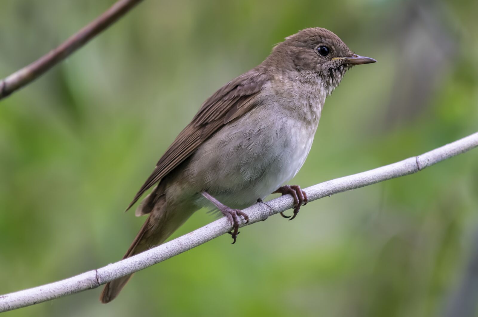 Nikon D3300 sample photo. Bird, nature, plumage photography