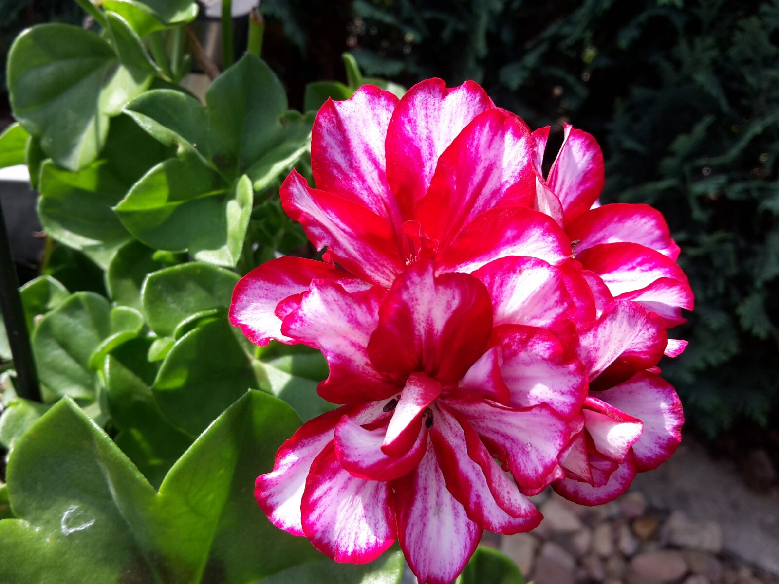 Samsung Galaxy S5 Mini sample photo. Flower, geranium, summer photography