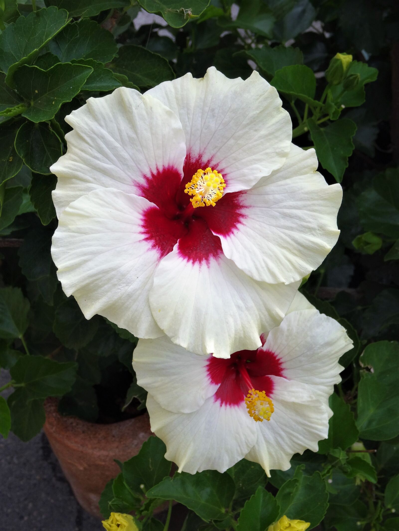 Sony Cyber-shot DSC-HX50V sample photo. White flower, flower, hibiscus photography