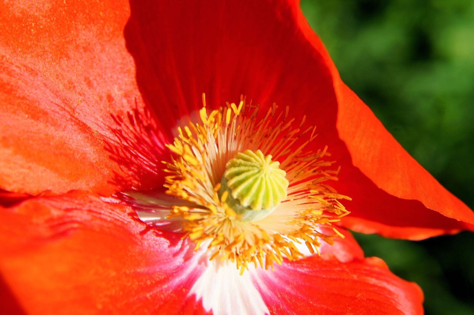 Sony SLT-A58 + Sony DT 30mm F2.8 Macro SAM sample photo. Poppy, blossom, bloom photography