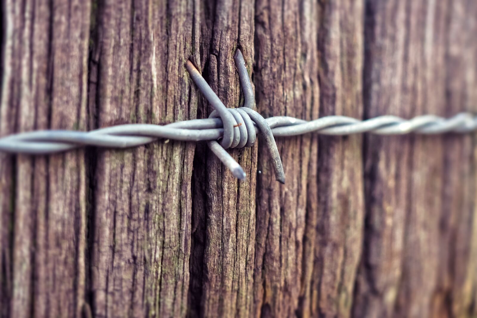 Olympus OM-D E-M10 sample photo. Barbed wire, wood, fence photography