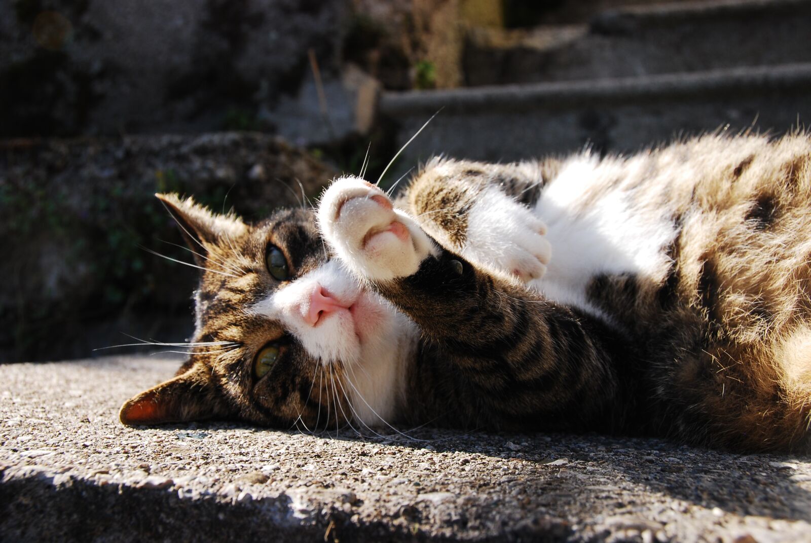 Nikon D80 sample photo. Cat, sun, autumn photography