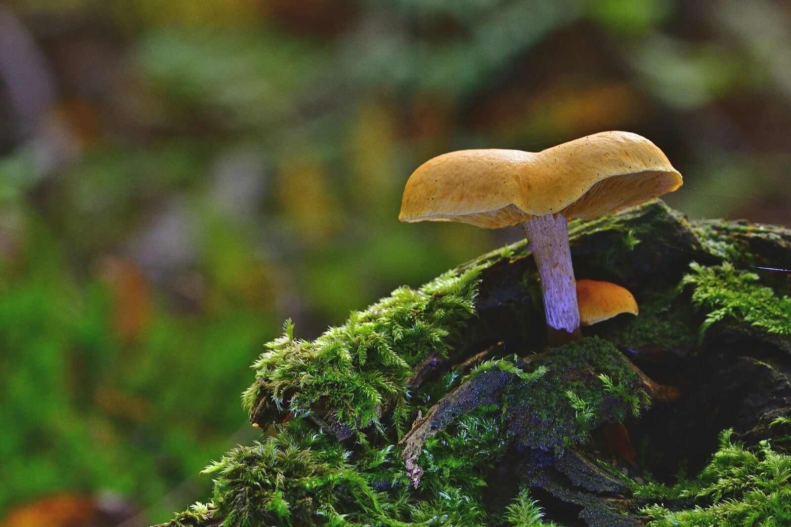 Nikon D5200 sample photo. Forest, screen fungus, autumn photography