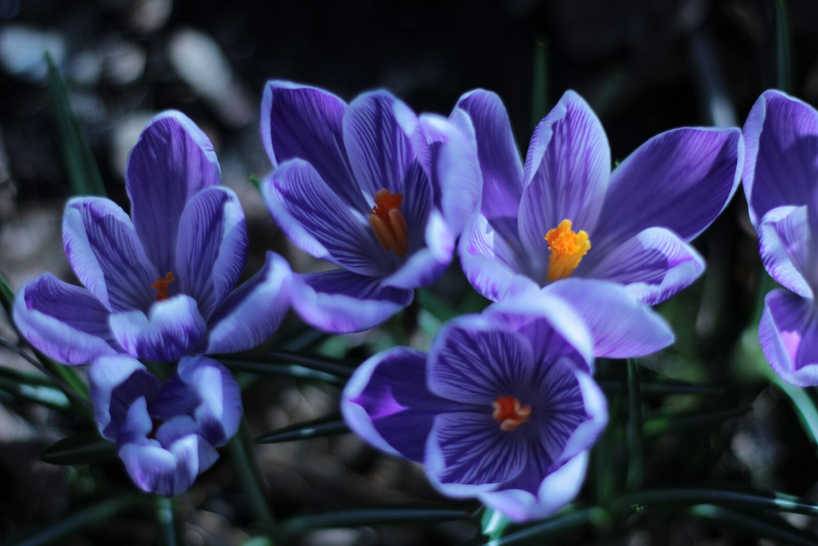 Canon EOS 600D (Rebel EOS T3i / EOS Kiss X5) + Canon EF 50mm F1.8 STM sample photo. Crocus, blue, orange photography