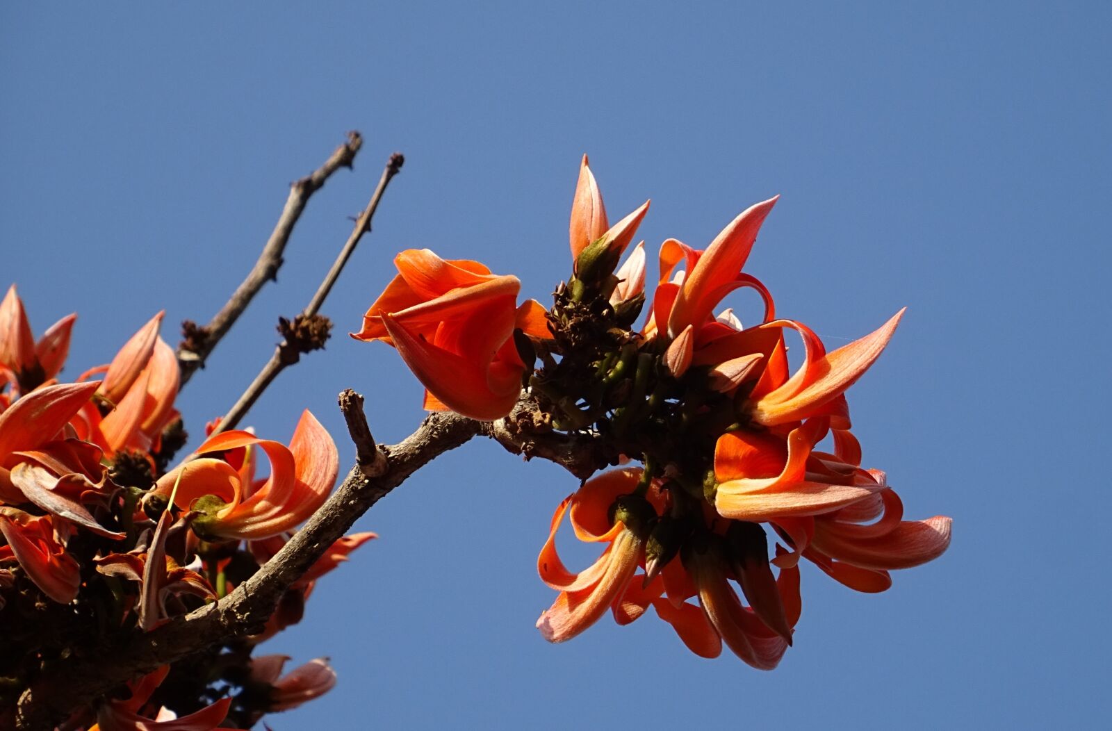 Sony DSC-HX60V sample photo. Flower, flame of the photography