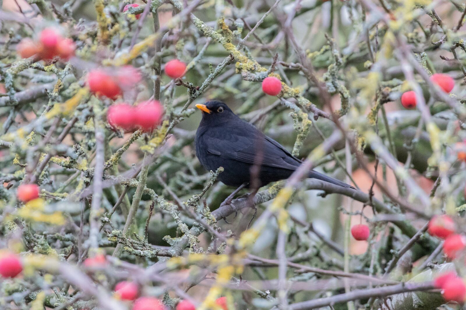 Canon EOS 7D Mark II sample photo. Blackbird, male, eating photography
