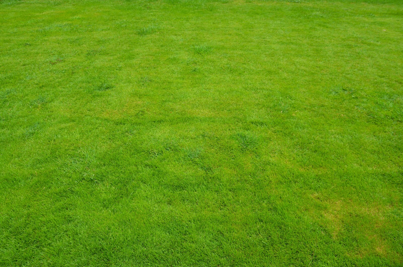 Nikon D5200 sample photo. Lawn, grass, green photography