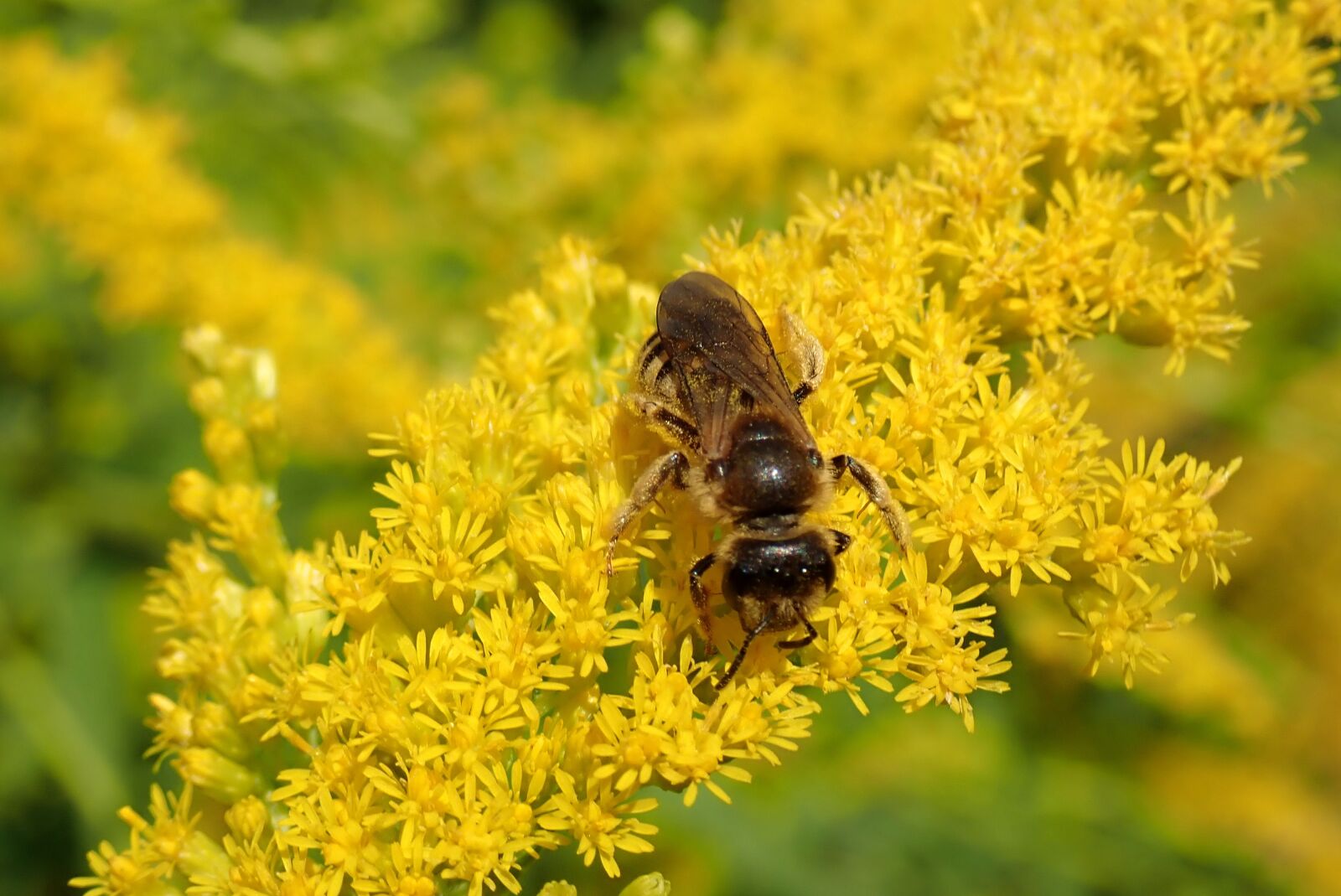 Olympus TG-5 sample photo. Bee, flower, nature photography