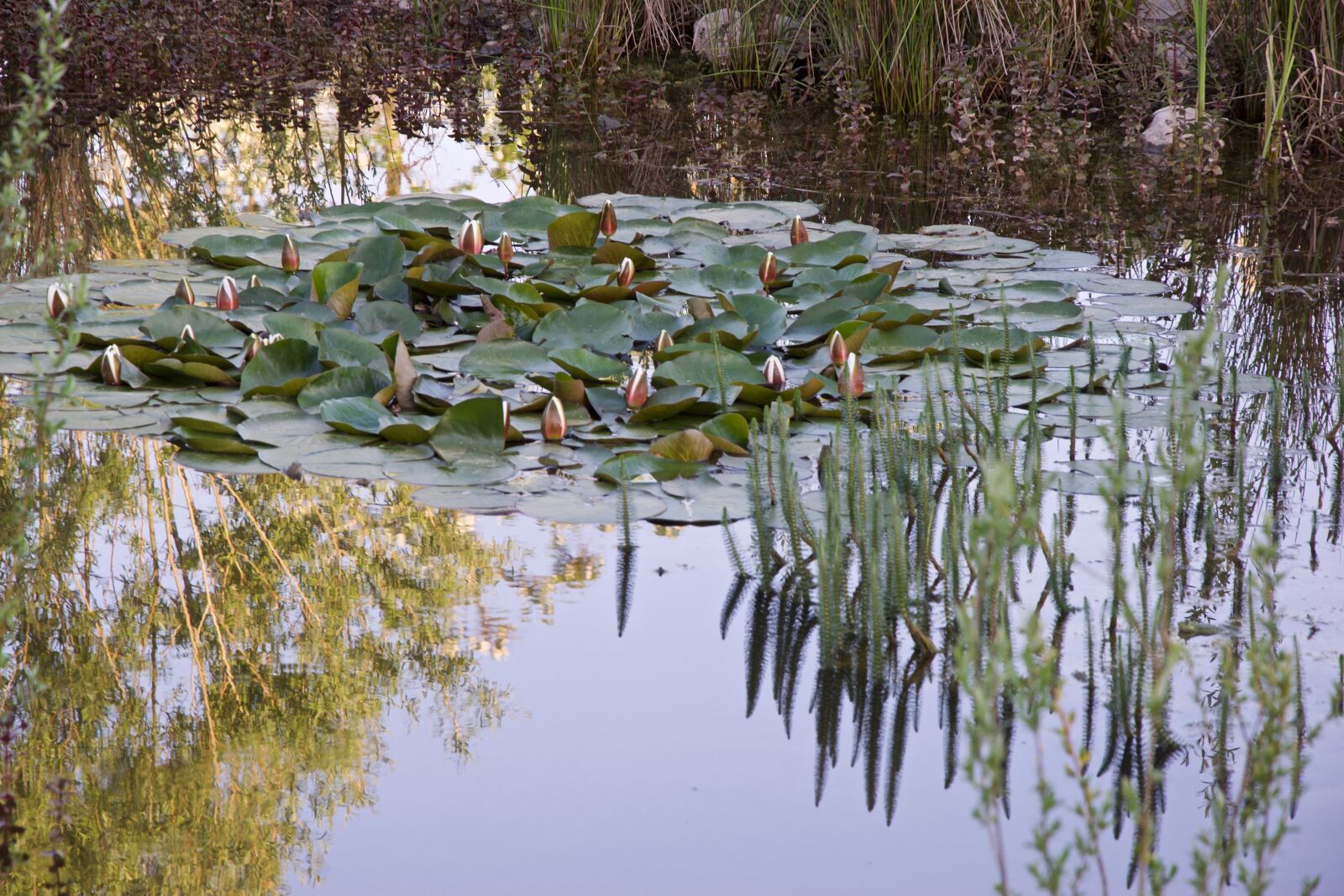 Nikon D5300 sample photo. Pond, mirroring, water photography