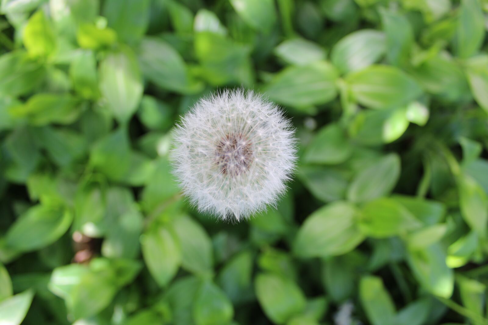 Canon EOS 1300D (EOS Rebel T6 / EOS Kiss X80) sample photo. Nature, dandelion, plant photography