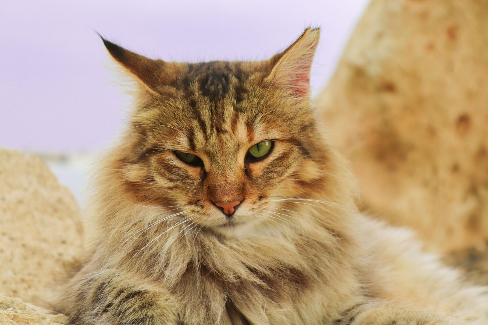 Canon EOS 200D (EOS Rebel SL2 / EOS Kiss X9) sample photo. Cat, german longhaired pointer photography