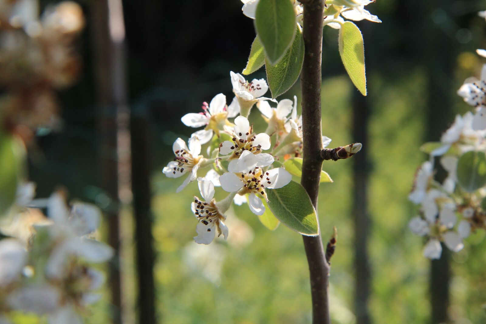 Canon EOS 600D (Rebel EOS T3i / EOS Kiss X5) + Sigma 12-24mm f/4.5-5.6 EX DG ASPHERICAL HSM + 1.4x sample photo. Poirier, flowering pear tree photography