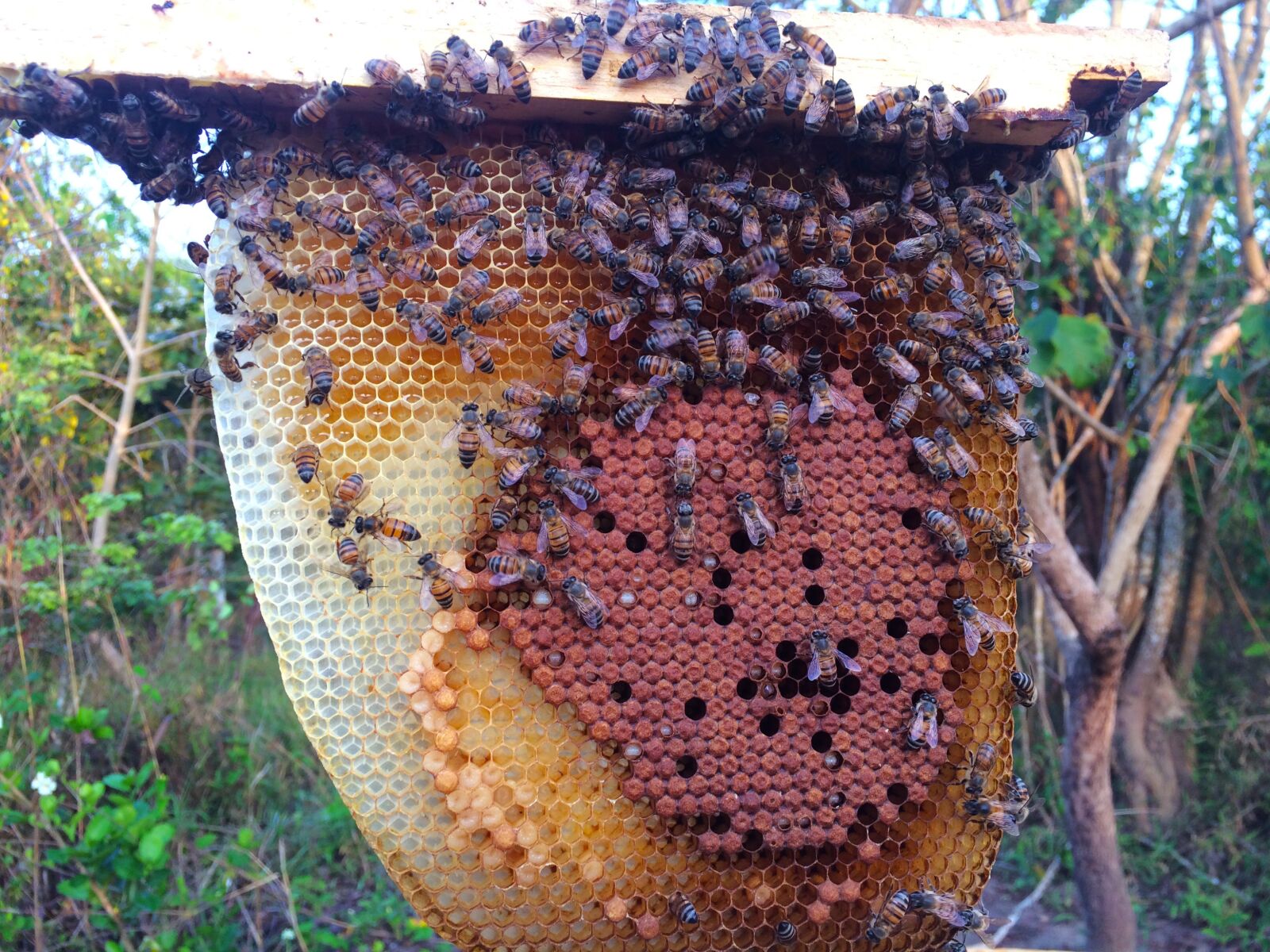 iPhone 5s back camera 4.15mm f/2.2 sample photo. Honey comb, bees, frame photography