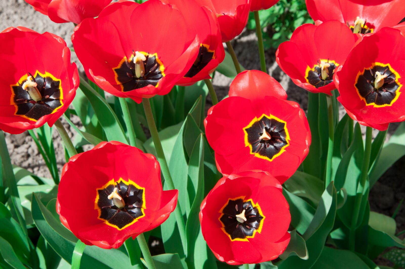 Nikon D300S sample photo. Tulips, tulip, flowers photography