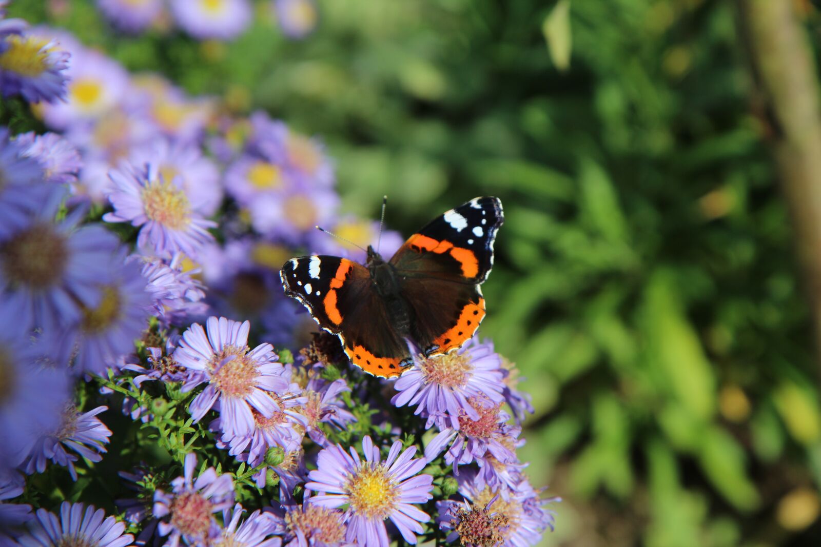 Canon EOS 600D (Rebel EOS T3i / EOS Kiss X5) sample photo. Butterfly, butterfly red admiral photography