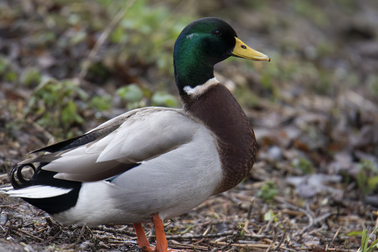 Canon EOS 7D Mark II sample photo