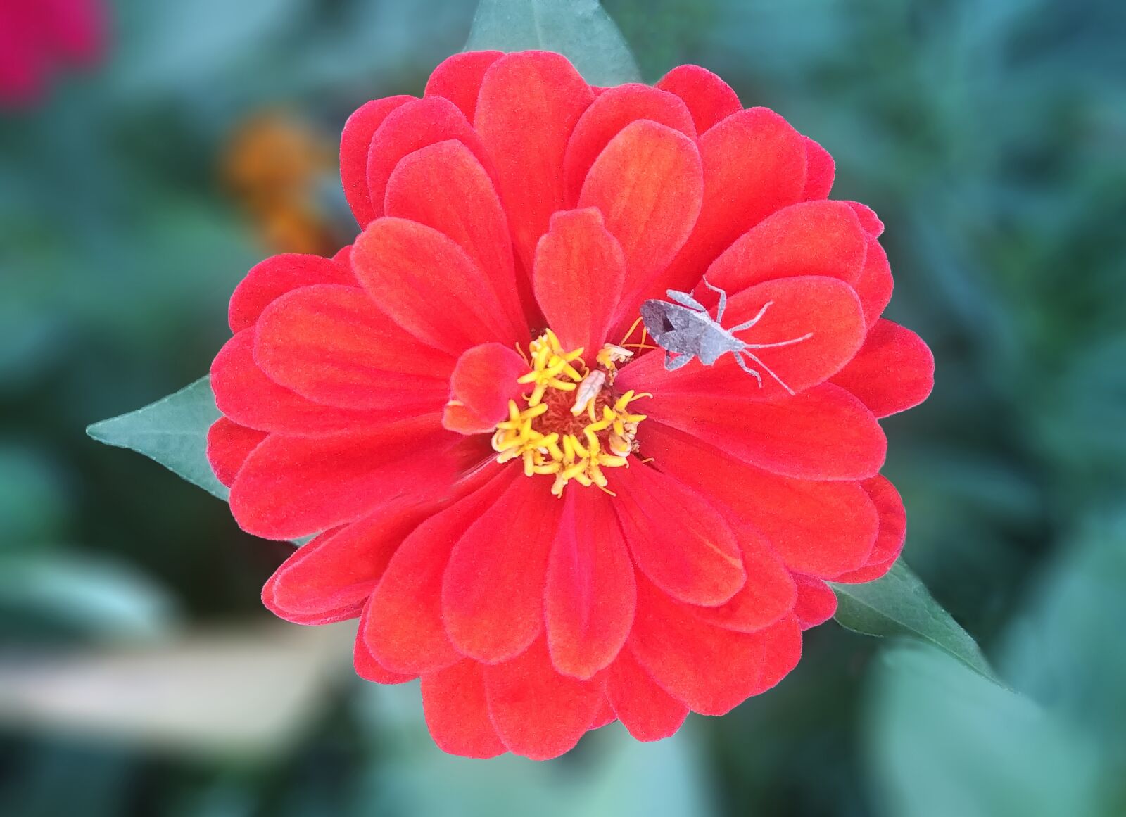 LG G6 sample photo. Crape myrtle, red flower photography