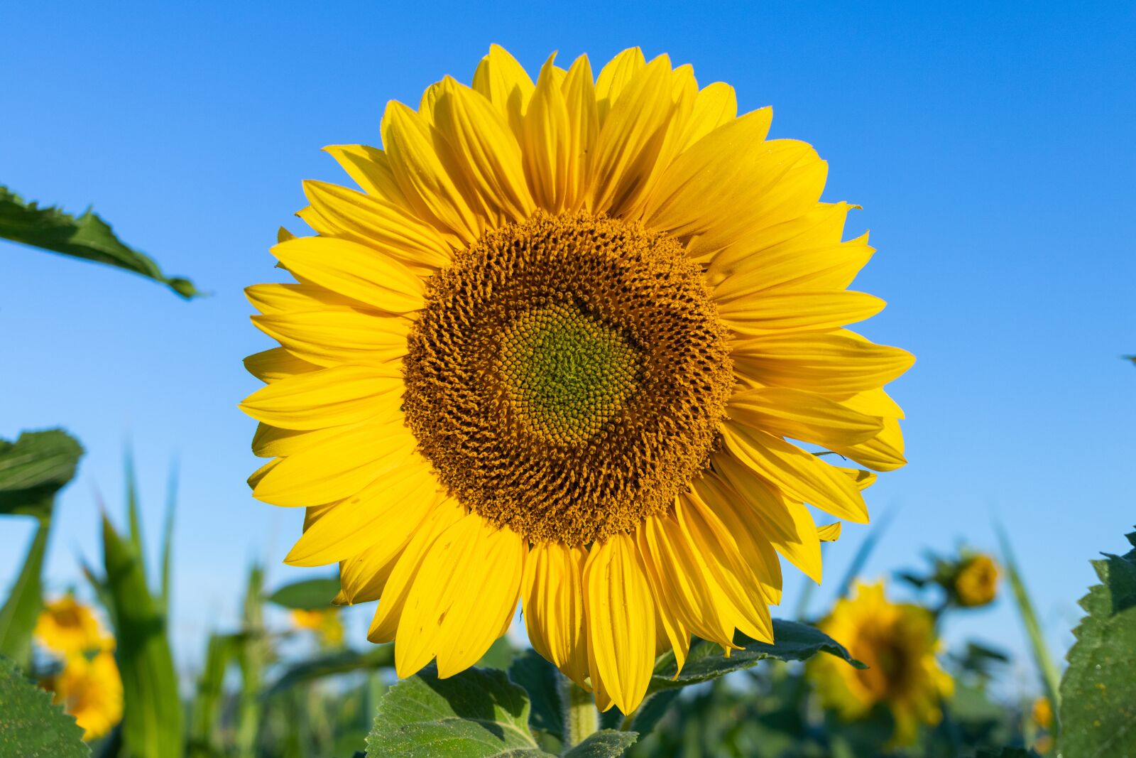 Canon EF-S 24mm F2.8 STM sample photo. Sunflower, flower, yellow photography