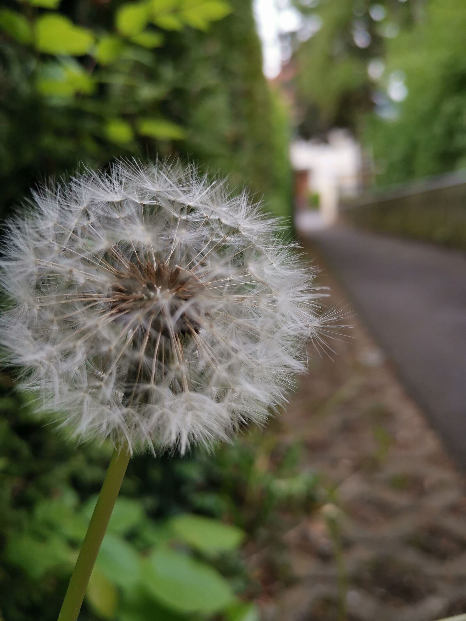 HUAWEI HMA-L29 sample photo. Blume, frühling, flower photography