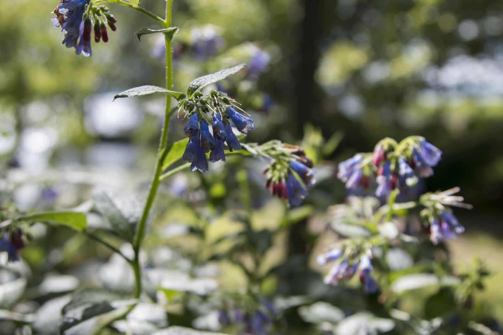 Canon EOS 70D + Canon EF 24-105mm F4L IS USM sample photo. Plant, flower, beach photography