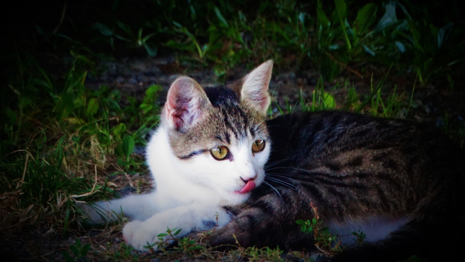 Sony Cyber-shot DSC-HX300 sample photo. Cute, cat, kitten photography