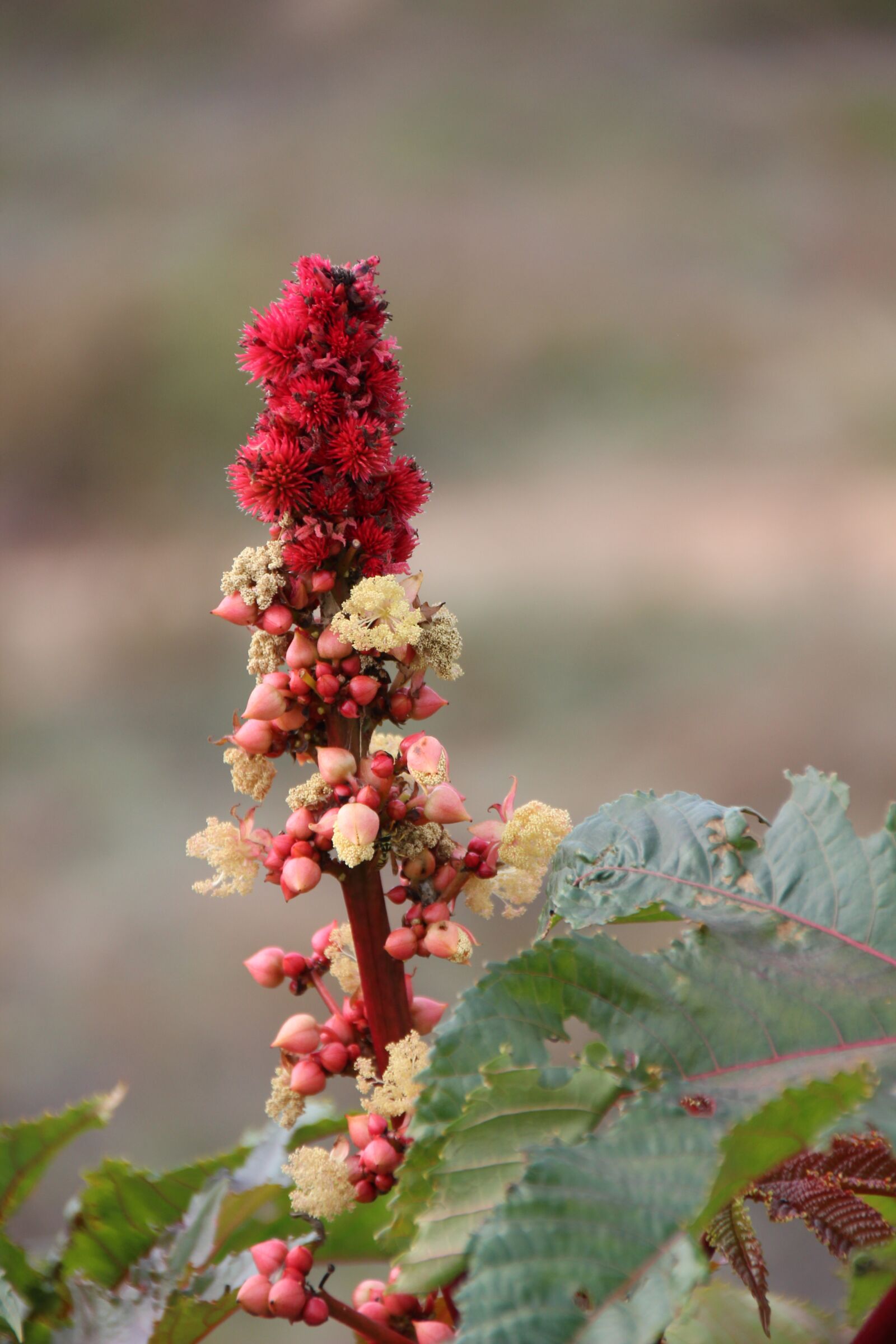 Canon EOS 600D (Rebel EOS T3i / EOS Kiss X5) sample photo. Castor oil plant, ricinus photography