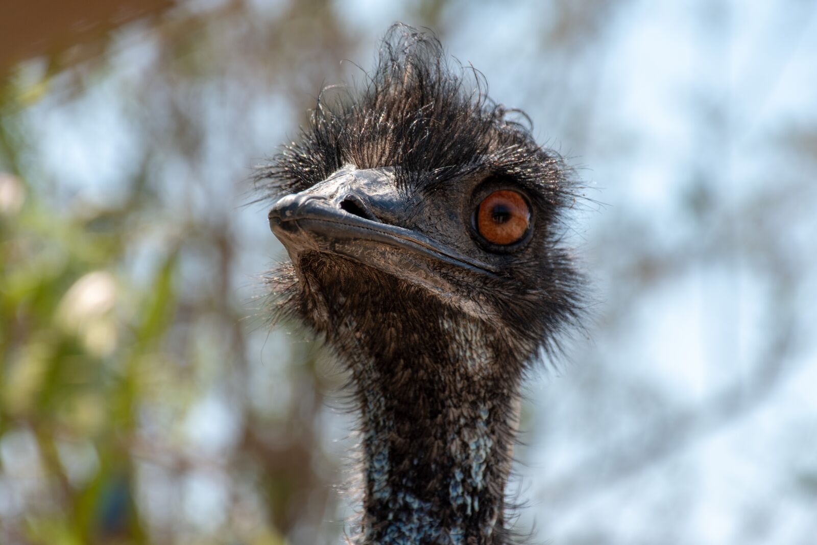 Nikon D5500 sample photo. Emu, animal, zoo photography