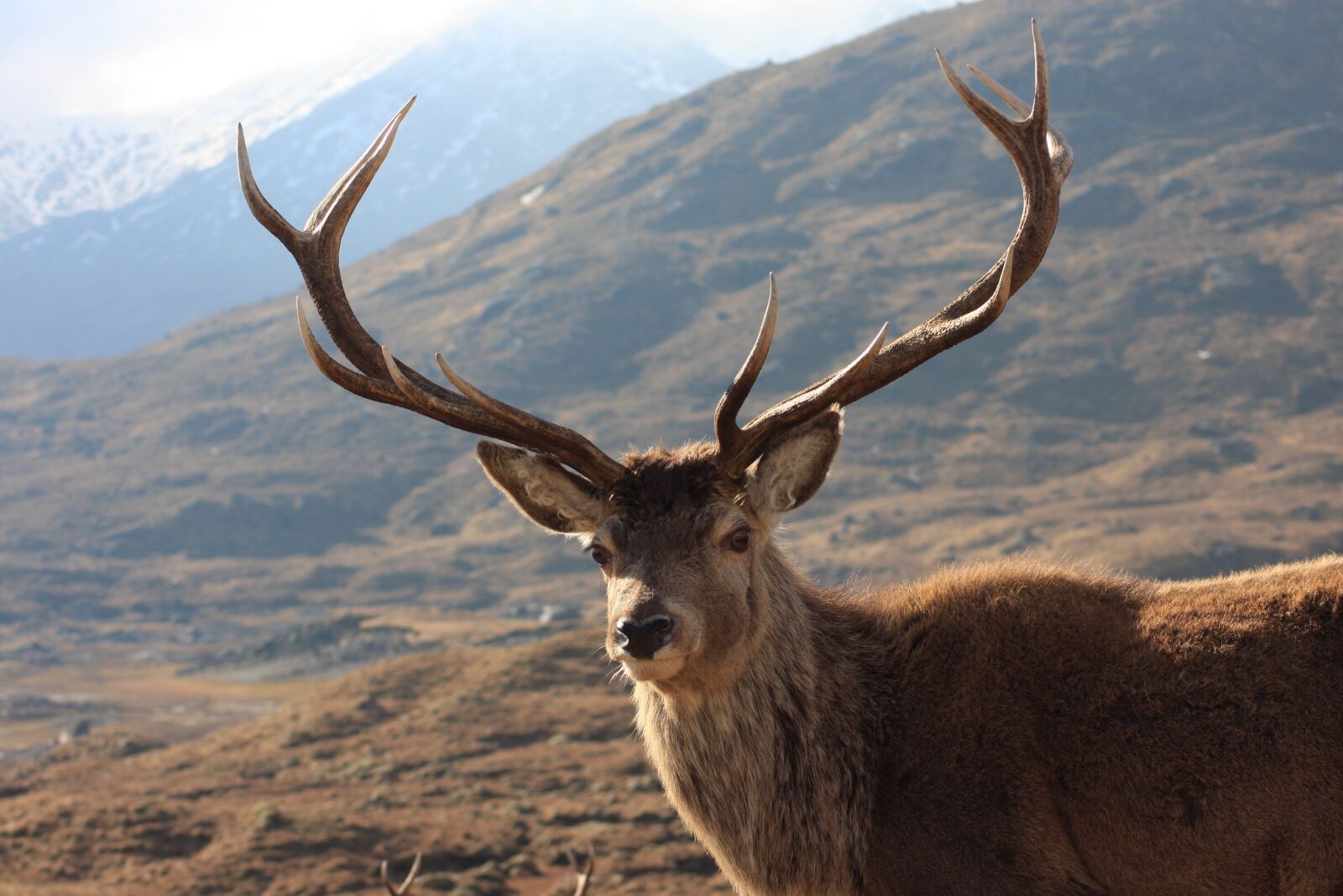 Canon EOS 40D sample photo. Red, deer, stag photography