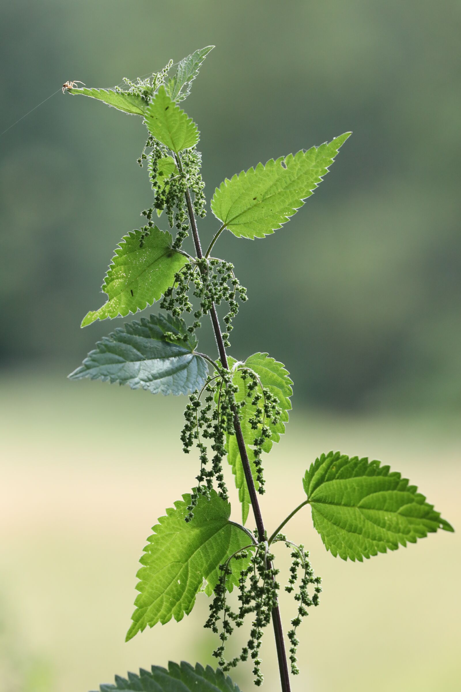 Canon EOS 5D Mark IV + Canon EF 100-400mm F4.5-5.6L IS II USM sample photo. Plant, green, nettle photography