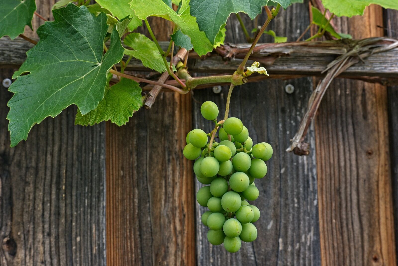Nikon D7100 sample photo. Grapevine, vine, rank plant photography