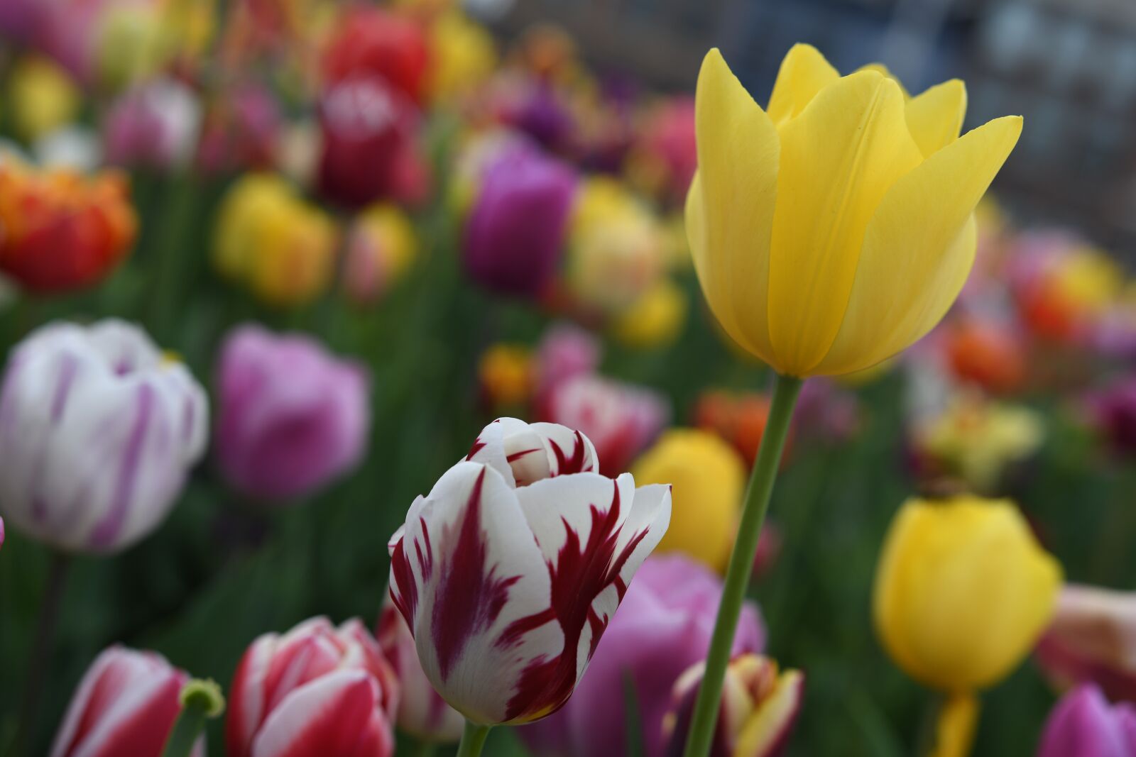 Nikon D500 sample photo. Tulips, netherlands, flower photography