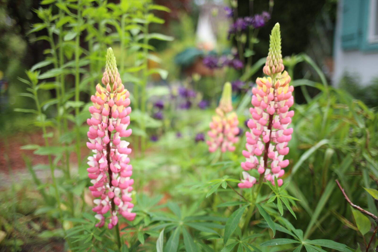 Canon EOS 6D + Canon EF 35mm F2 IS USM sample photo. Lupine, pink, plant lupin photography