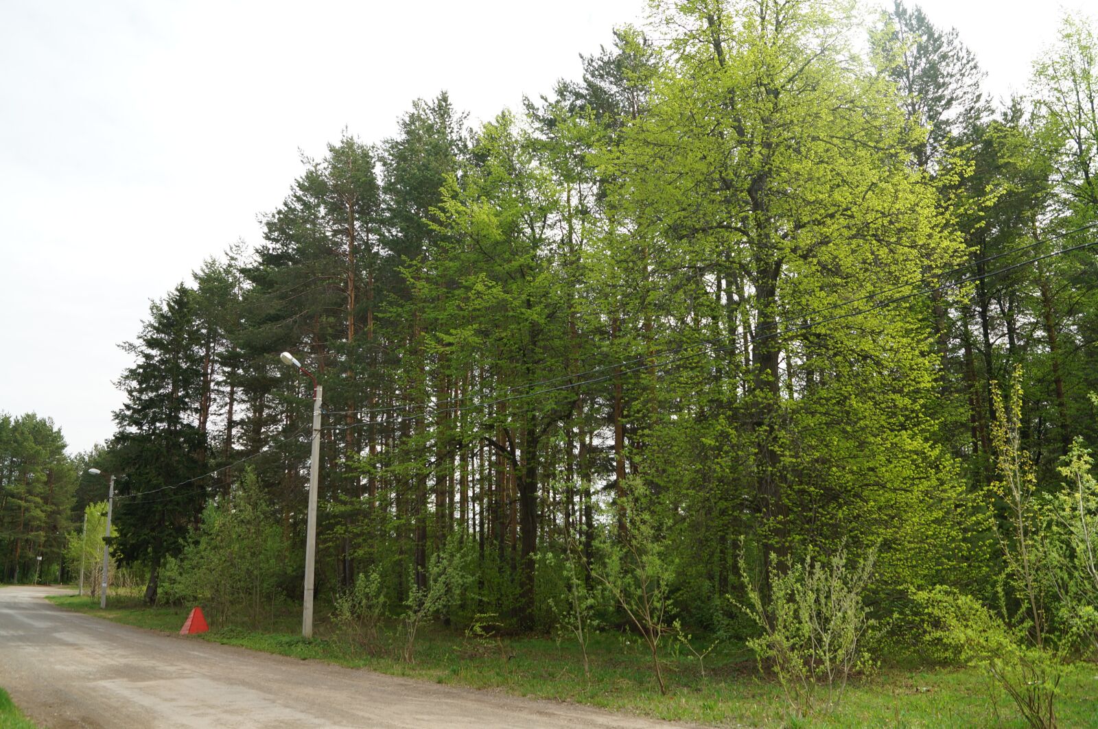 Sony SLT-A57 sample photo. Road, forest, greens photography