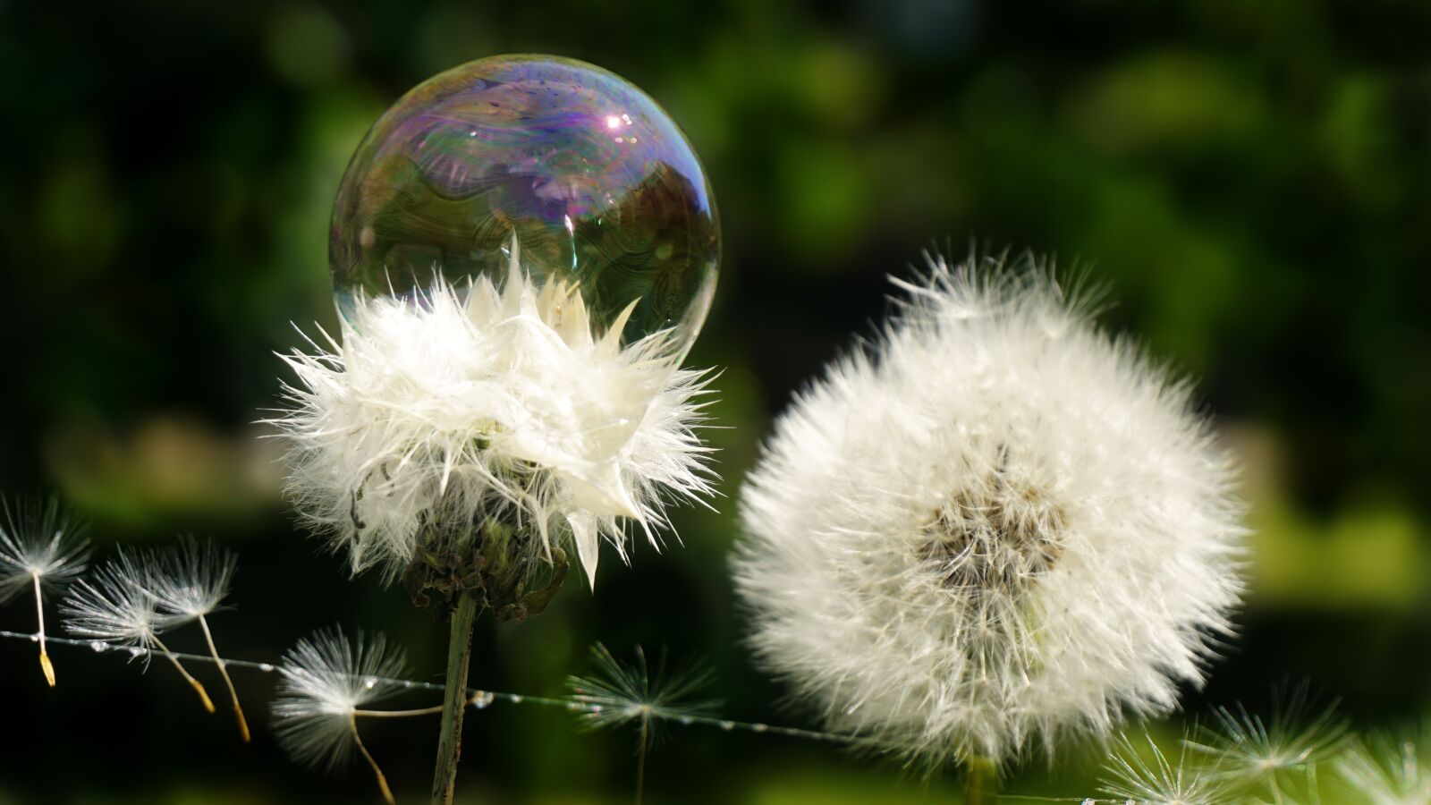 Sony a6000 sample photo. Dandelion, soap bubbles, nature photography
