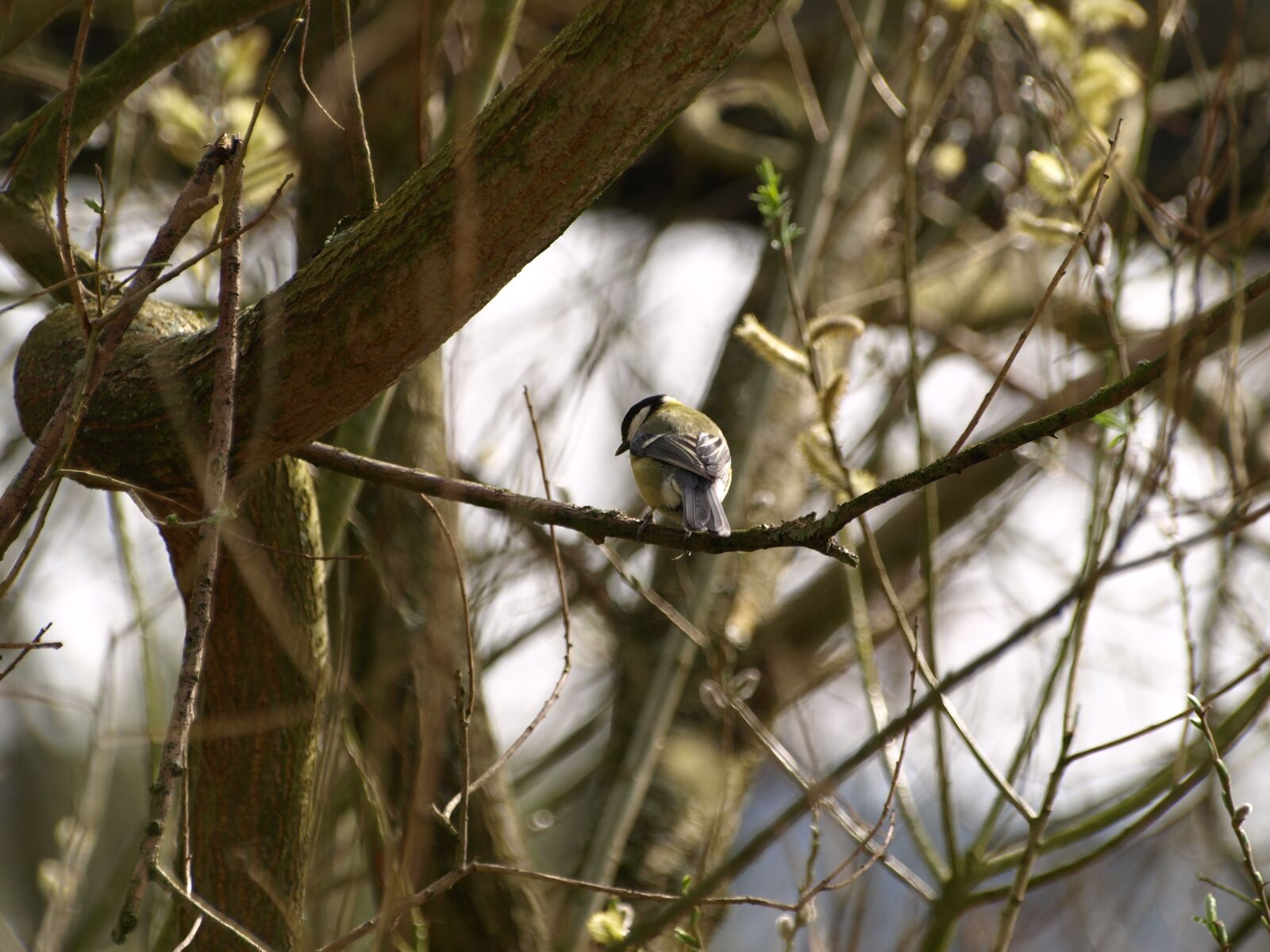 Olympus E-510 (EVOLT E-510) sample photo. Tit, bird, nature photography