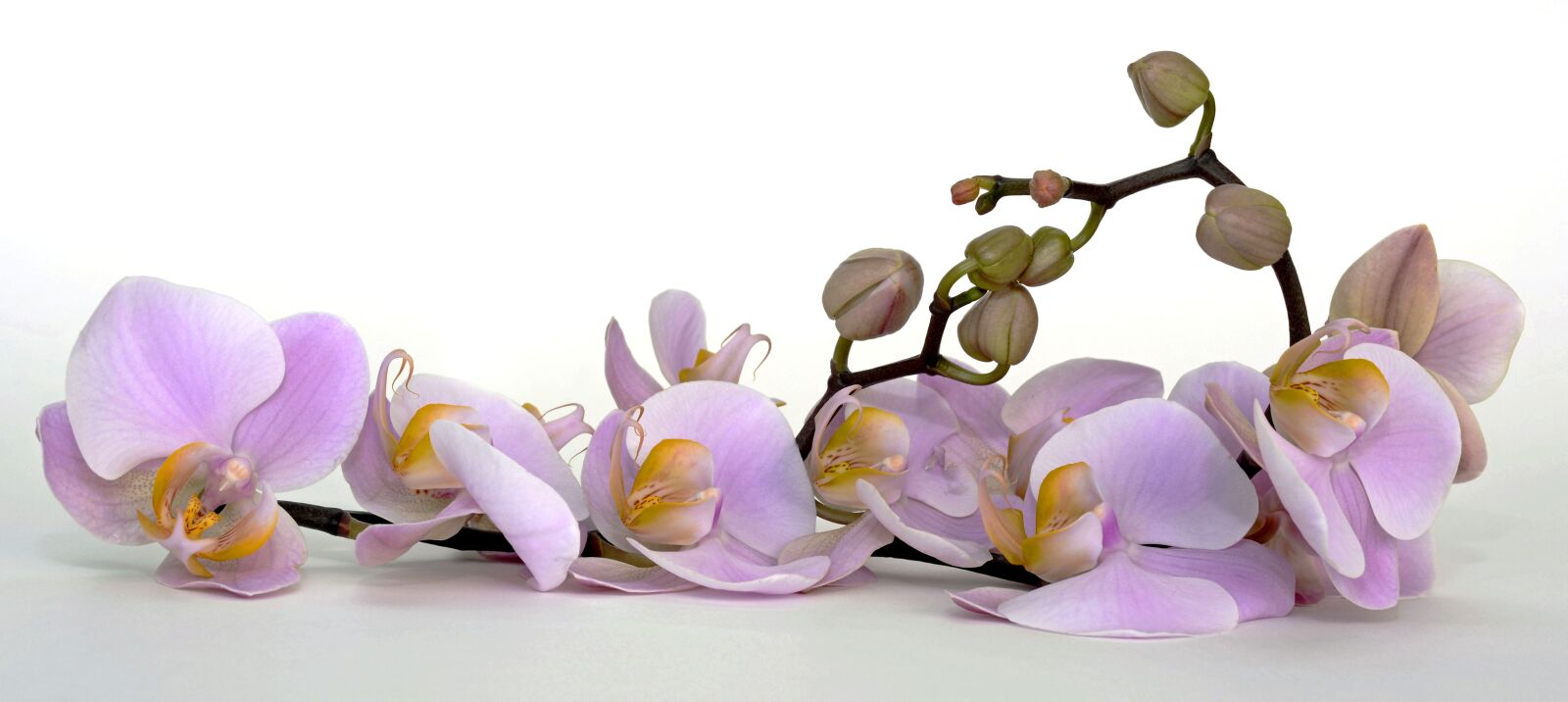 Nikon D7100 sample photo. Orchid, flower, blossom photography