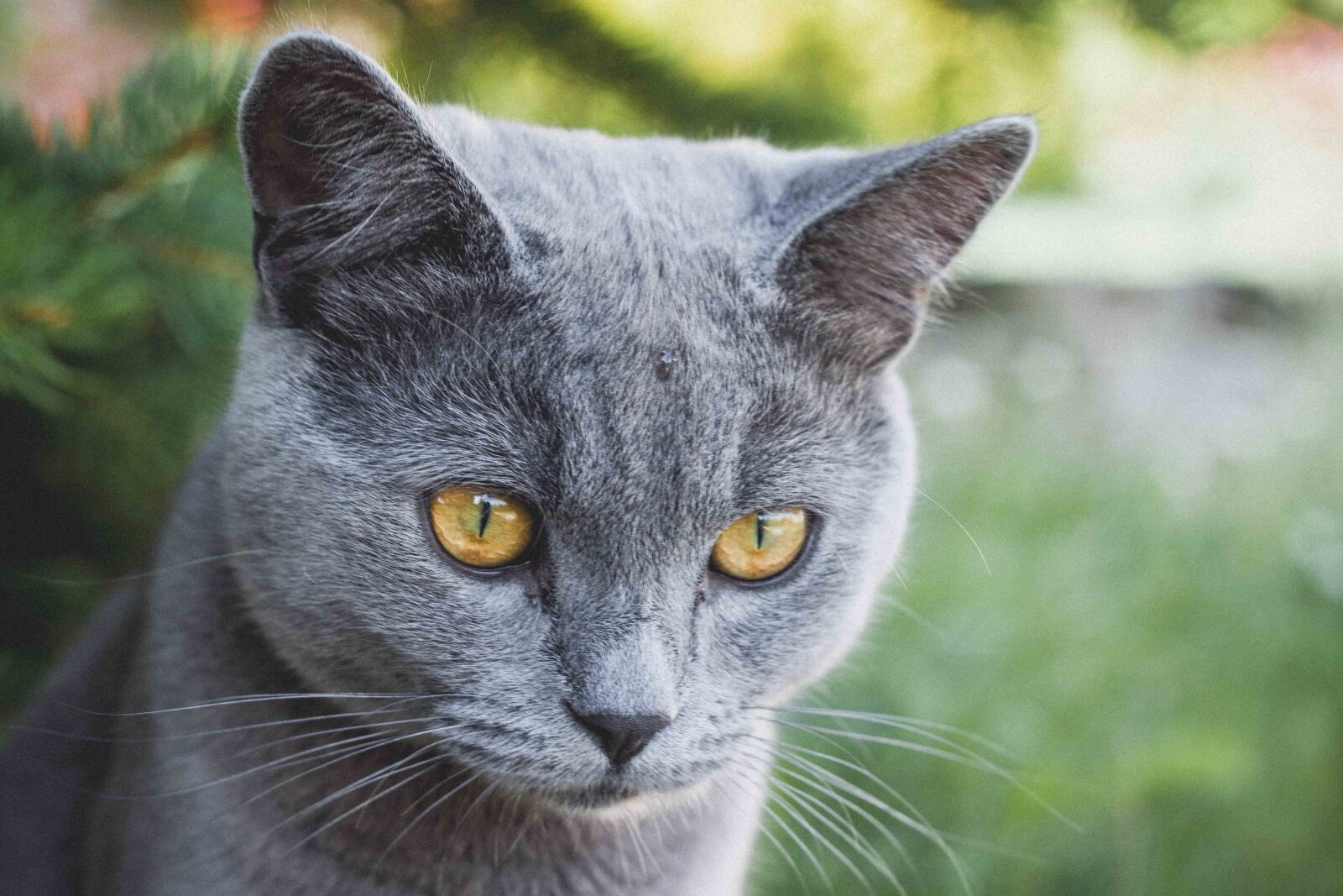 Canon EOS 500D (EOS Rebel T1i / EOS Kiss X3) + Canon EF 50mm F1.8 II sample photo. Russian, blue, cat photography