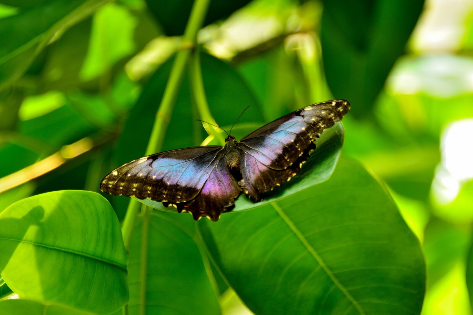 Nikon D800 sample photo. Butterfly, mainau, lake constance photography