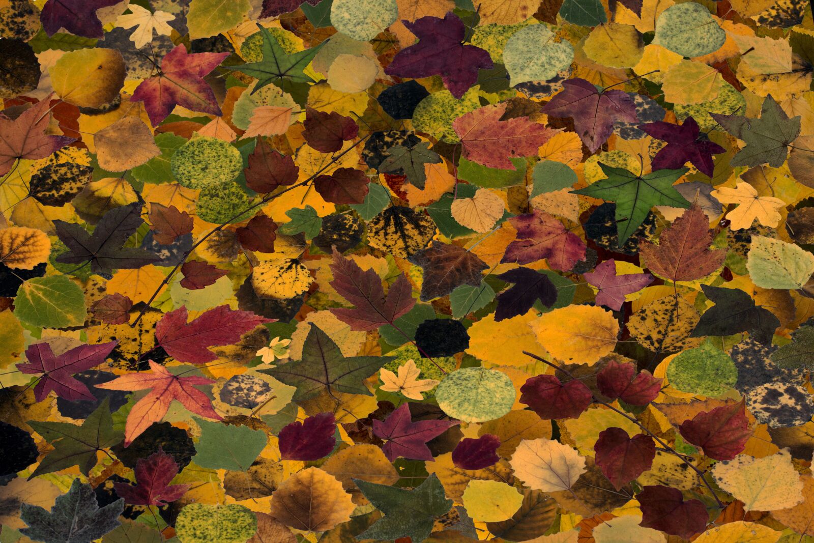 Canon EF-S 60mm F2.8 Macro USM sample photo. Leaves, colorful, dry leaves photography