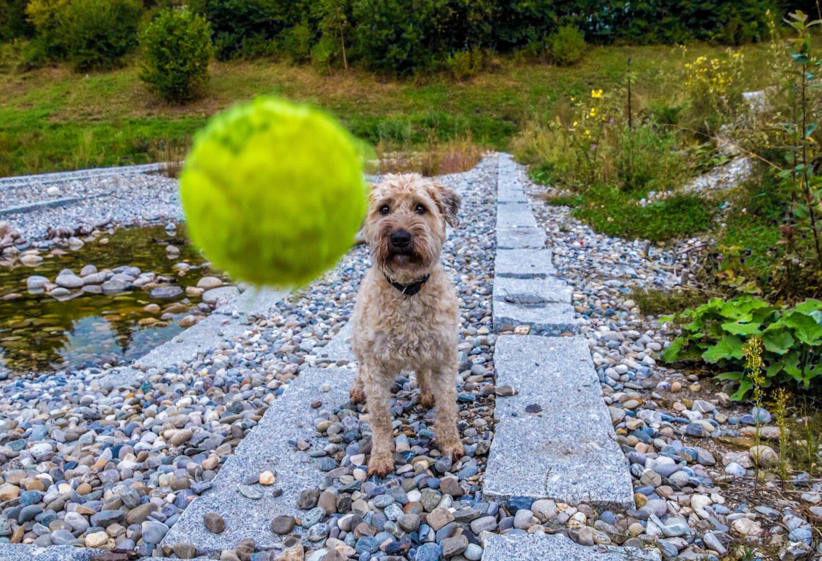 Canon EOS 70D sample photo. Dog, ball, play photography